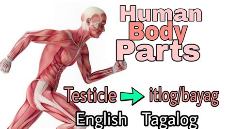 internal in tagalog|External and Internal Body Parts in Filipino .